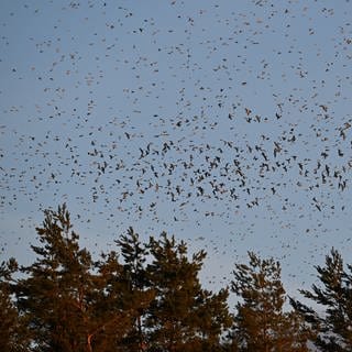 Tausende Bergfinken fliegen zu ihrem Schlafplatz im Wald auf der Schwäbischen Alb.