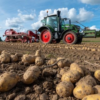 Ein Landwirt bei der Kartoffelernte