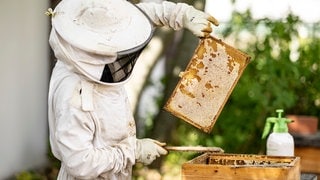 Ein Imker hebt ein Rähmchen mit Bienenwaben aus einem Bienenstock. Die Honigernte ist 2024 deutlich geringer ausgefallen als noch 2023.