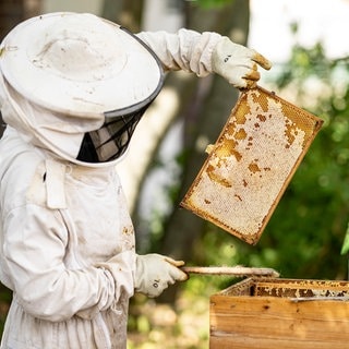 Ein Imker hebt ein Rähmchen mit Bienenwaben aus einem Bienenstock. Die Honigernte ist 2024 deutlich geringer ausgefallen als noch 2023.