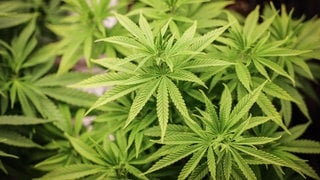 Cannabispflanzen (ca. 4 Wochen alt) in ihrer Wachstumsphase stehen unter künstlicher Beleuchtung in einem Privatraum. Aus der Cannabis-Pflanze werden Haschisch und Marihuana hergestellt.