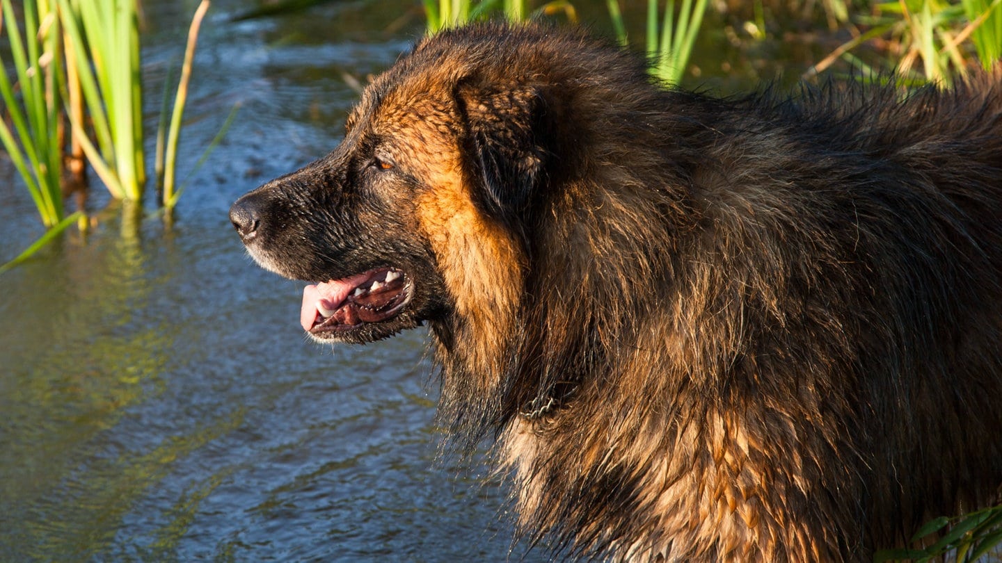 Ein kaukasischer Hirtenhund im Wasser. (Symbolbild)