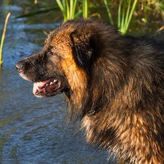 Ein kaukasischer Hirtenhund im Wasser. (Symbolbild)