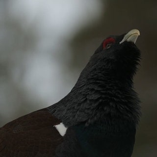 Ein Auerhuhn im Wald