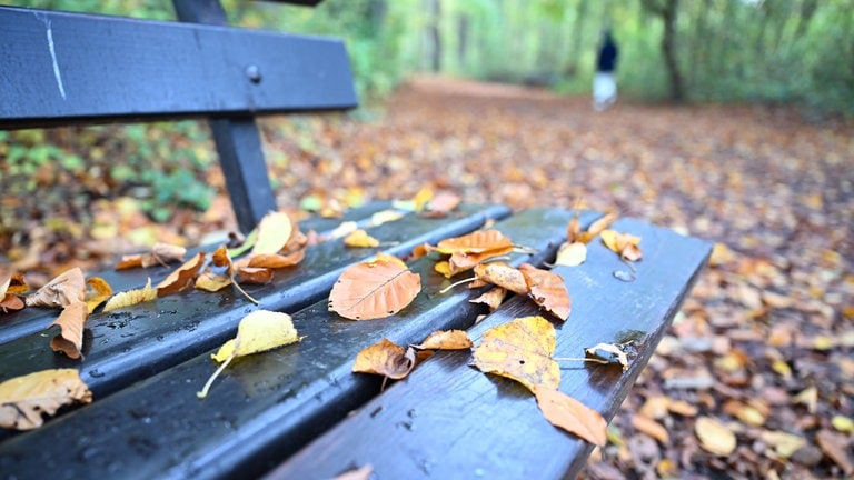 In einem Waldstück bei Tübingen liegt Herbstlaub auf einer Bank.