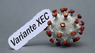 Zu sehen ist ein Modell des Coronavirus: Seit Juni nimmt der Anteil der Corona-Variante XEC in Baden-Württemberg zu.