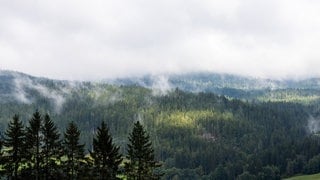 Symbolbild: Nebelfelder ziehen über den Hochschwarzwald.