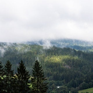 Symbolbild: Nebelfelder ziehen über den Hochschwarzwald.