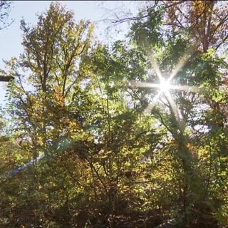 die Sonne scheint durch grüne Blätter in einem Waldstück