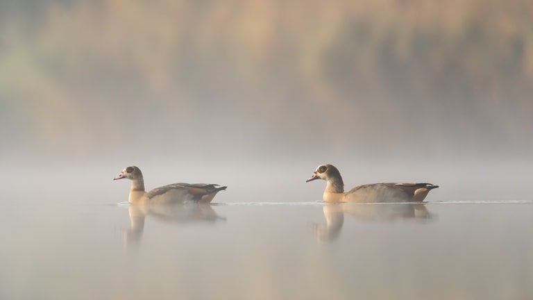 Die Nilgänse auf dem Linsenbergweiher (Kreis Rottweil) scheinen den sonnigen Mittwoch (30.10.) zu genießen. Denn der Oktober hat sich gegen Ende noch von seiner schönsten Seite gezeigt. Dabei war er in Baden-Württemberg in diesem Jahr anfangs doch eher nass als golden, so die Monatsbilanz des Deutschen Wetterdienstes. Zwar blieb die Sonne häufig aus, dennoch war der Monat deutlich zu warm.