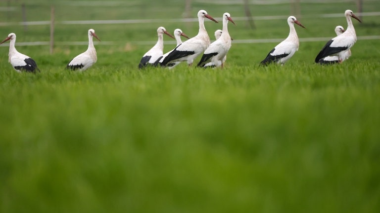 Störche stehen in einem Naturschutzgebiet an der Donau auf einer Wiese.