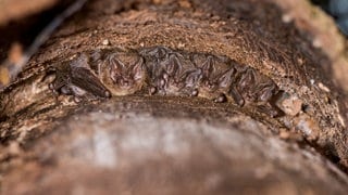 In Baden-Württemberg sind neue Lebensräume der stark gefährdeten Mopsfledermaus entdeckt worden.