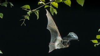 Mopsfledermaus im Flug: In Baden-Württemberg sind neue Lebensräume der stark gefährdeten Mopsfledermaus entdeckt worden.