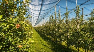 Eine Apfelplantage mit Hagelnetz, Obstanbau bei Kressbronn am Bodensee