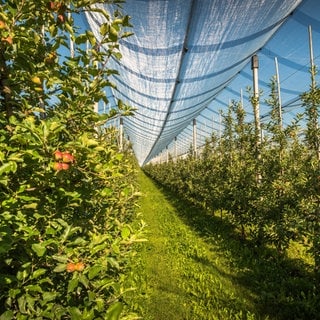 Eine Apfelplantage mit Hagelnetz, Obstanbau bei Kressbronn am Bodensee