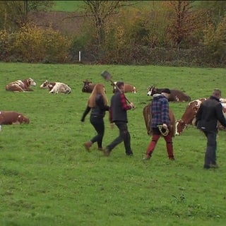 Nachwuchs-LandwirtInnen auf Weide