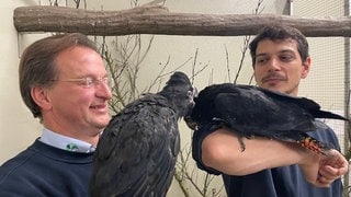 Die Kakadus Mathilda und Manni im Karlsruher Zoo auf den Armen von Zoodirektor und Tierarzt