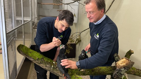 Zwei Kakadu-Küken im Karlsruher Zoo werden von Tierarzt und Zoodirektor mit Spritzen gefüttert.