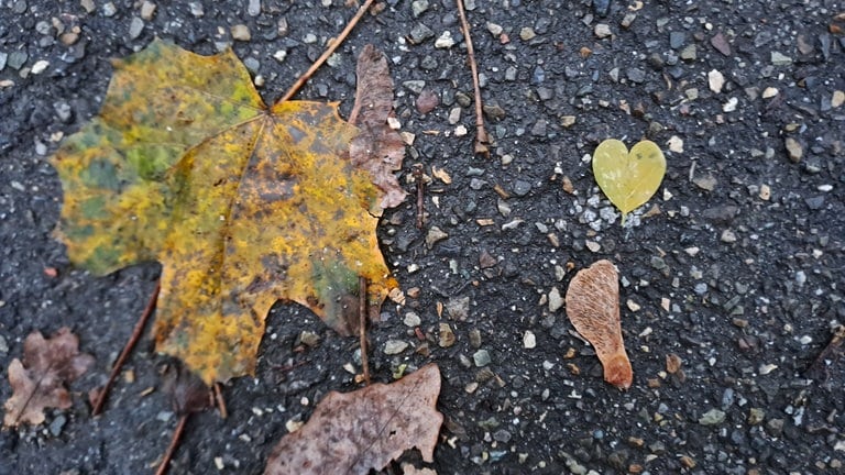 Ein kleines Blatt in Herzform liegt auf dem Gehweg in Ludwigsburg.