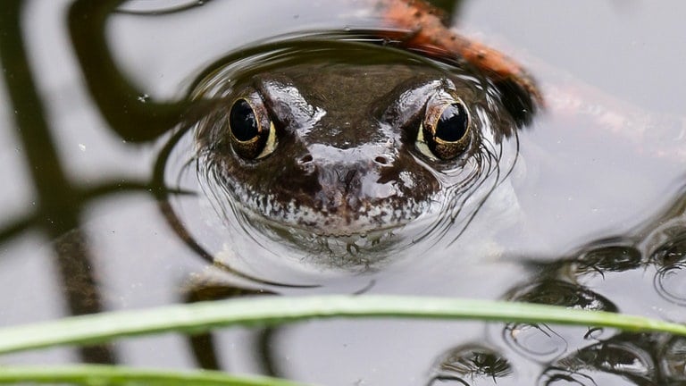 Ein Moorfrosch liegt in einem Teich. Der Moorfrosch gilt nach dem Bundesnaturschutzgesetz als streng geschützte Art, da seine bevorzugten Lebensräume, wie Niedermoore, Bruchwälder und Nasswiesen immer mehr zurückgedrängt werden.