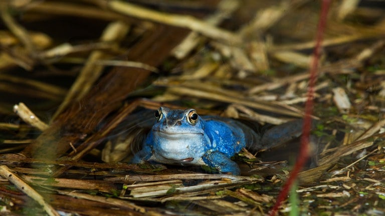 Ein blau gefärbter männlicher Moorfrosch sitzt in einem Teich. Warum sich die Froschart während der Paarung blau färbt, ist noch nicht abschließend untersucht.