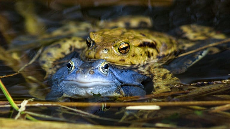 Ein blau gefärbter männlicher Moorfrosch ist in einem Teich  bei der Paarung mit einem grünbraunen Weibchen zu sehen. Während der Paarungszeit können die männlichen Tiere die Haut durch spektrale Reflexionen bläulich-violett bis intensiv himmelblau erscheinen lassen.