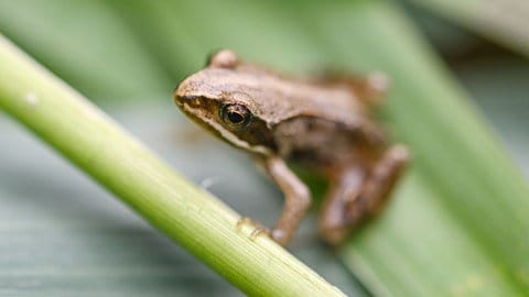 Ein Moorfrosch, der kurz zuvor ausgewildert worden war, sitzt auf einem Blatt. Die vom Aussterben bedrohte Art wurde zum "Lurch des Jahres 2025" gekürt.