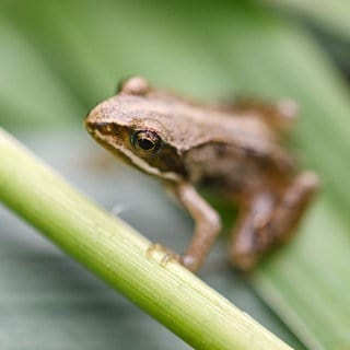 Ein Moorfrosch, der kurz zuvor ausgewildert worden war, sitzt auf einem Blatt. Die vom Aussterben bedrohte Art wurde zum "Lurch des Jahres 2025" gekürt.