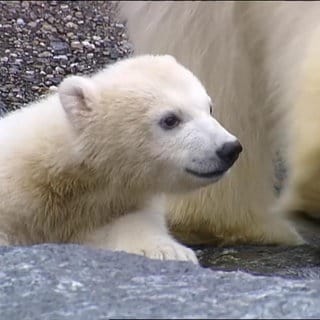 Baby Wilbär