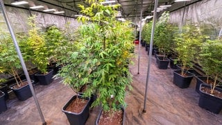 Cannabis-Anbauverein mit Pflanzen