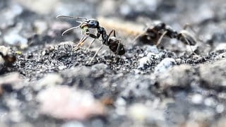 Ameisen werden in einigen Städten in Baden-Württemberg wie in Kehl zum Problem. Die invasive Art Tapinoma magnum soll jetzt erforscht werden. 