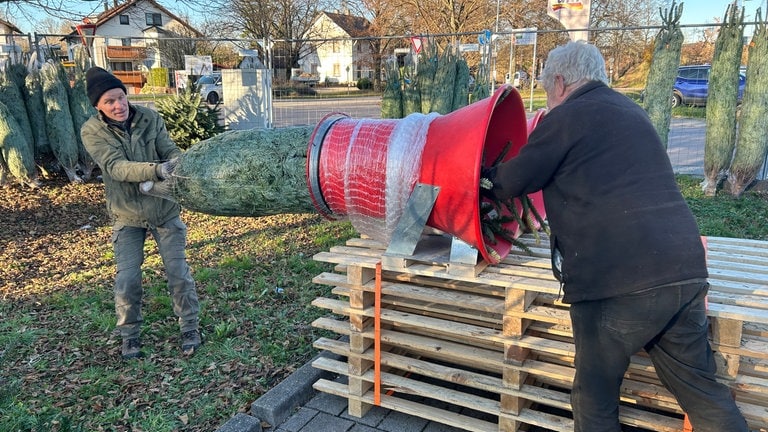 Ein Weihnachtsbaum wird verpackt