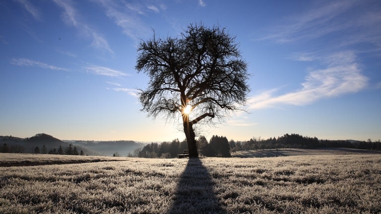 Raureif hat sich über Nacht auf den Gräsern einer Wiese gebildet und ein einzelner, kahler Baum steht dahinter im Gegenlicht der Morgensonne.