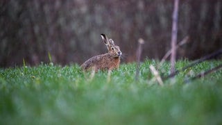 Ein Feldhase sitzt im Regen auf einer Wiese.