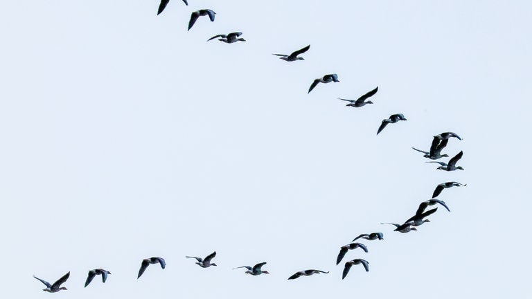 Wildgänse fliegen am Morgen im Formationsflug am Himmel über Baden-Württemberg.