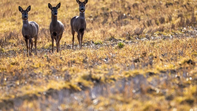 Drei Rehe stehen in Altheim (Alb-Donau-Kreis) im Sonnenschein auf einem Feld