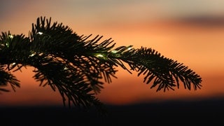 Hinter einem Zweig eines Weihnachtsbaumes färbt sich der Himmel in Rottönen.