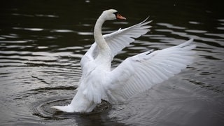 Auch in Forst im Landkreis Karlsruhe wurden jetzt im Tierpark zwei Vogelgrippe Verdachtsfälle gefunden  