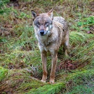 Ein Jungwolf steht im Gehege des Nationalparkzentrums Falkenstein.