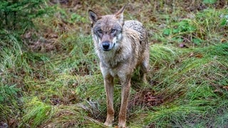 Ein Jungwolf steht im Gehege des Nationalparkzentrums Falkenstein.