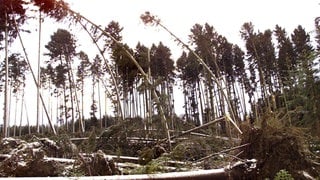 Zahlreiche entwurzelte Bäume liegen am 27.12.1999 in einem Waldstück bei Villingen-Schwenningen (Schwarzwald-Baar-Kreis). Am zweiten Weihnachtsfeiertag war das Orkantief "Lothar" über Mitteleuropa hinweggefegt und hatte schwere Verwüstungen angerichtet.