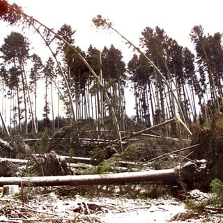 Zahlreiche entwurzelte Bäume liegen am 27.12.1999 in einem Waldstück bei Villingen-Schwenningen (Schwarzwald-Baar-Kreis). Am zweiten Weihnachtsfeiertag war das Orkantief "Lothar" über Mitteleuropa hinweggefegt und hatte schwere Verwüstungen angerichtet.