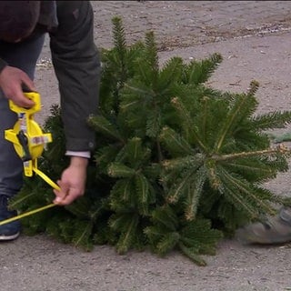 Distanz des geworfenen Christbaums wird gemessen