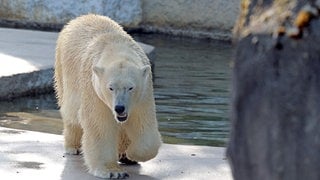 Eisbärin Nuka in ihrem Gehege im Karlsruher Zoo. Eines ihrer Babys hat wohl überlebt.