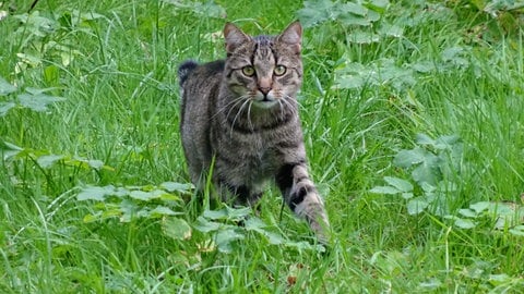 Eine Katze geht in Berlin durch das Gras einer Wiese. Der Landesjagdverband Baden-Württemberg wünscht sich mehr Möglichkeiten, freilaufende Hauskatzen und verwilderte Katzen von Gebieten mit Artenschutzprojekten fernzuhalten.