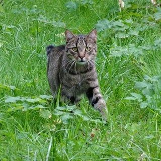 Eine Katze geht in Berlin durch das Gras einer Wiese. Der Landesjagdverband Baden-Württemberg wünscht sich mehr Möglichkeiten, freilaufende Hauskatzen und verwilderte Katzen von Gebieten mit Artenschutzprojekten fernzuhalten.