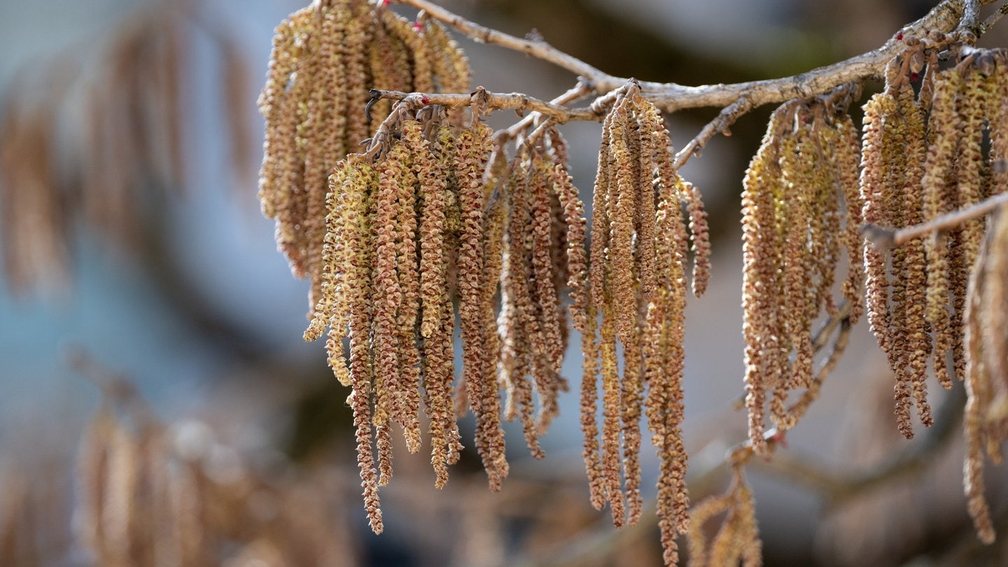 Heuschnupfen im Februar? Pollen vor allem am Rhein bereits stark unterwegs