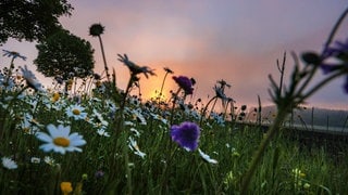 Hinter einer Wiese mit Blumen geht am Morgen im Nebel die Sonne auf. Der Frühling in Baden-Württemberg kommt in Etappen.