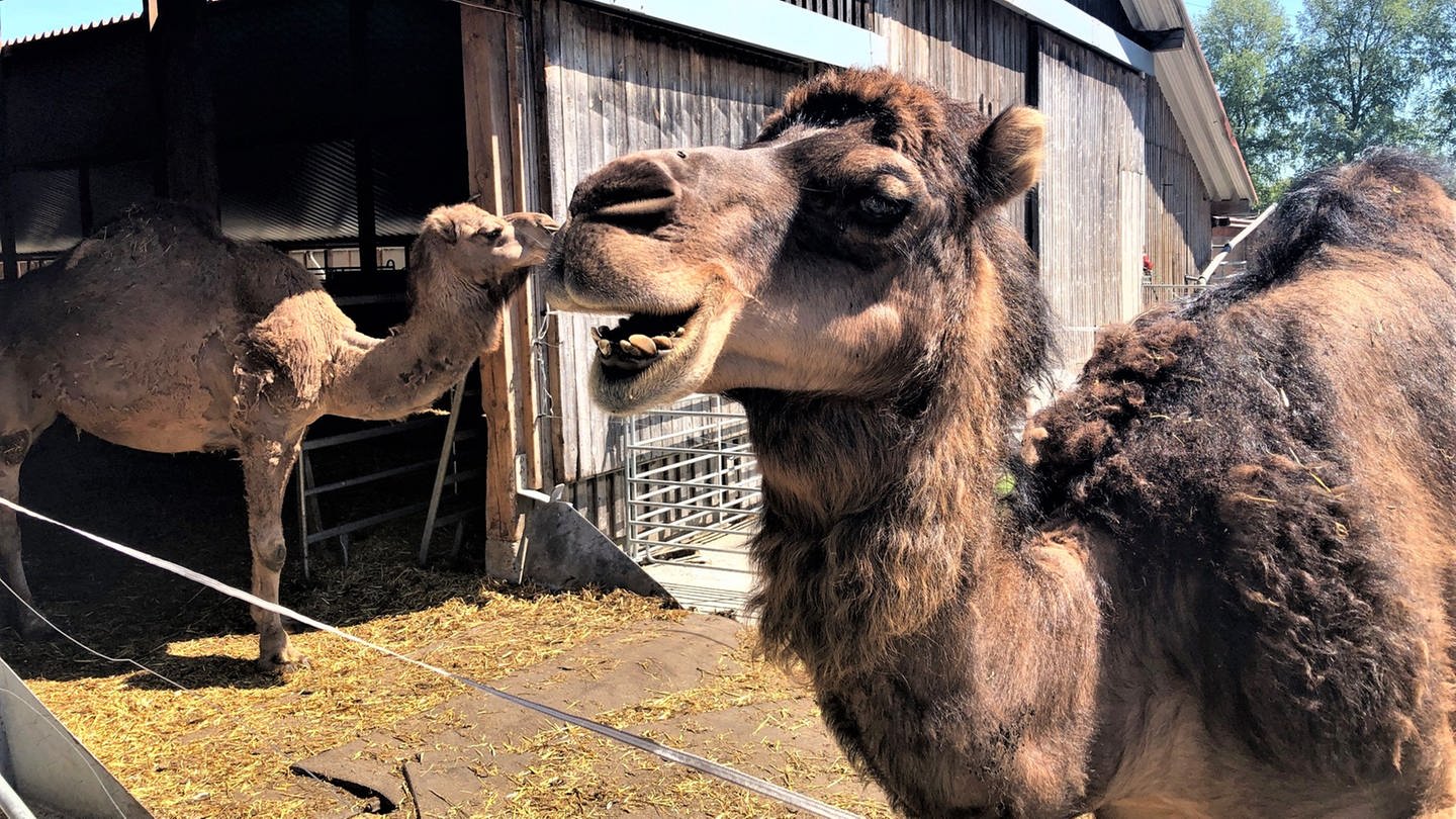 Kamele - Dromedare vor ihrem Stall in Bad Schussenried