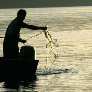 Fischer auf einem Boot zieht Netz aus dem Bodensee